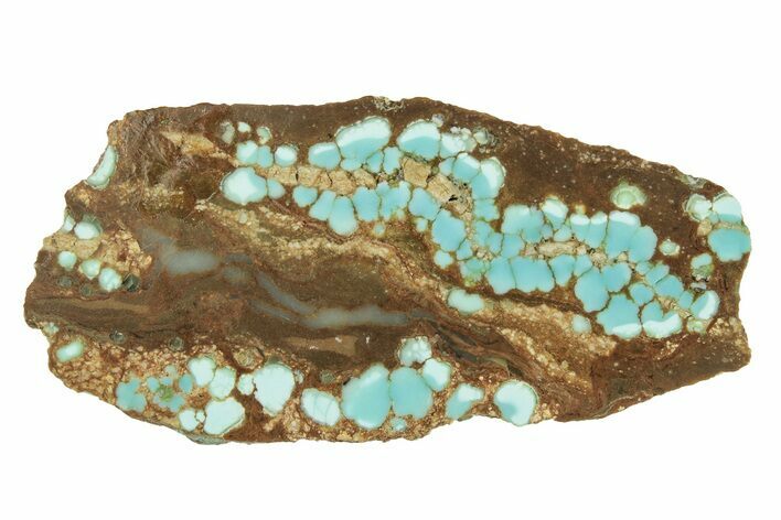 Polished Turquoise Section - Number Mine, Carlin, NV #244465